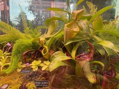 -中国科学院西双版纳热带植物园
