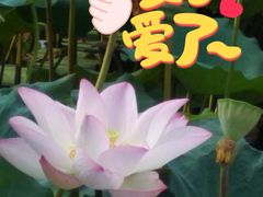 -潘塘公园