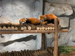 -Zoolung Zoolung动物主题公园(海信广场店)