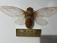 -上海昆虫博物馆