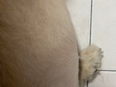 -北京观赏动物医院·24小时大型综合·猫专科·异宠专科