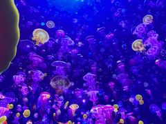 -海合安武汉极地海洋公园