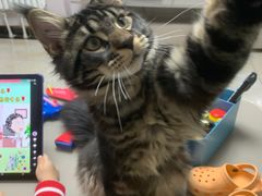 -糯米喵星人总部直营旗舰店·猫舍·幼猫出售