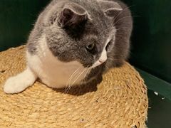 -猫儿山۰猫主题餐厅