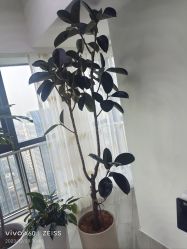 -HEYAN荷妍专业脱毛连锁机构