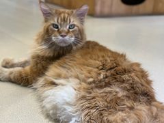 -藏猫猫咖啡主题馆(中央大道店)