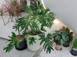 -MINX名珂斯·烫染形象设计