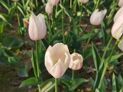 -廊坊文化艺术中心