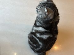 -平行世界·猫咖(首经贸店)