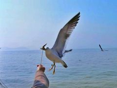 -海驴岛(荣成市)