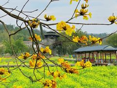 -红山村