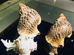 -青岛贝壳博物馆