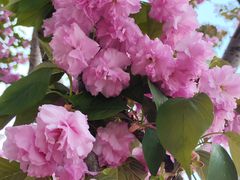 -莱阳濯村樱花园