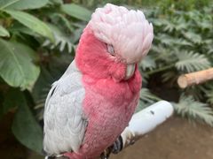 -南宫五洲植物乐园