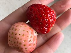 -胜丰草莓采摘园