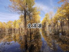 -金塔沙漠胡杨林景区