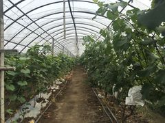 -马陆小张葡萄园农家乐