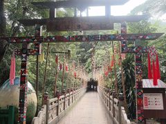 -西双版纳原始森林公园