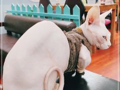-猫小院猫主题咖啡厅(北锣店)
