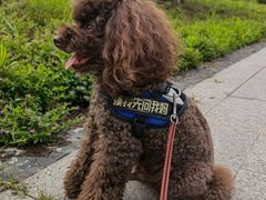 -家有小宠宠物美容(双楠街店)