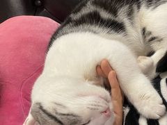 -欣宠猫屋·矮脚拿破仑·蓝金金渐层