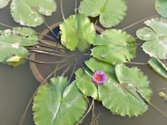 -大湾区中央湿地公园