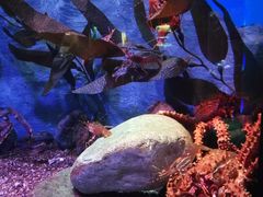 -瑞普利水族馆