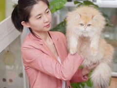 -青奢宠物·青奢猫舍