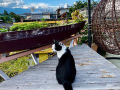 -喵屿·大理花园猫咖