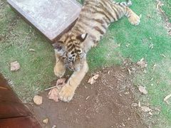 -西霞口神雕山野生动物世界