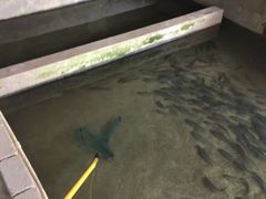 -桃花姐假日酒店·桃花潭土菜馆