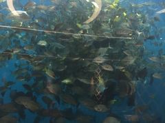 -瑞德姆美人鱼海底演艺主题餐厅(亚龙湾店)