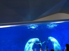 -泉城欧乐堡海洋极地世界