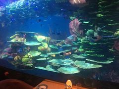 -迪拜帆船酒店海底餐厅