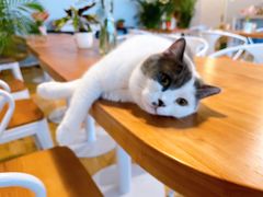 -Cappucimeow猫咪咖啡馆(韦伯时代店)