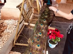 -西双版纳融创皇冠假日度假酒店