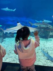 -卡通尼·Safari非洲探索乐园·生日会(金桥国际商业广场店)