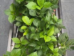 -阿伟海鲜楼·福建菜(涵江店)