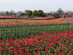 -荷兰花海