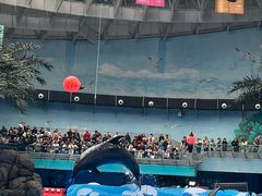 -海合安成都极地海洋公园