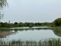 -贡湖湾湿地公园