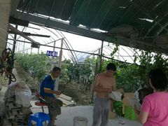 -马陆小张葡萄园农家乐