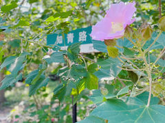 -同里国家湿地公园