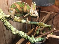 -上海大自然野生昆虫馆(东方明珠·爬宠昆虫探索中心)