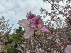 -香蜜公园