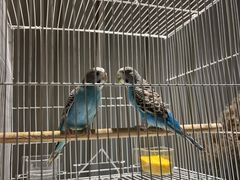 -保纳大酒店(大圩村店)