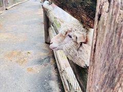 -费瑟代尔野生动物园