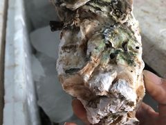 -蚝专家