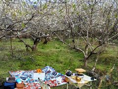 -广州市流溪河国家森林公园