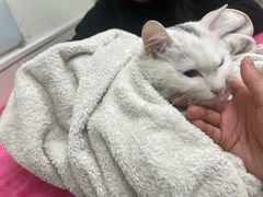 -凯特喵百思猫专科医院